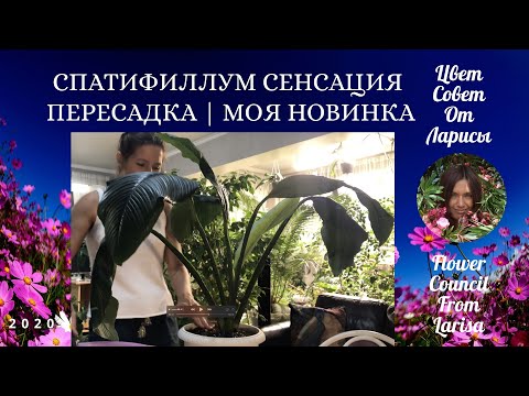 Видео: СПАТИФИЛЛУМ СЕНСАЦИЯ ПЕРЕСАДКА МОЯ НОВИНКА 4К