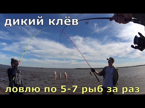 Видео: Это гирлянда из рыбы. По 5 -7 рыб за раз. Сумасшедший клёв.