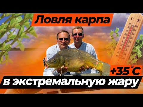 Видео: Ловля карпа в рекордную жару на водоеме Каневской ! Кубок Кубанского карпового клуба