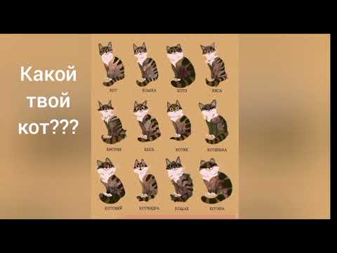 Видео: Мемы с котами