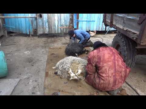 Видео: Стрижка овец. Маленькие хитрости. Деревенские будни.