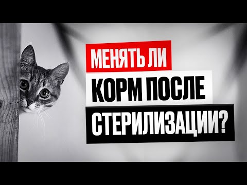 Видео: Давать ли кошке корм для стерилизованных?