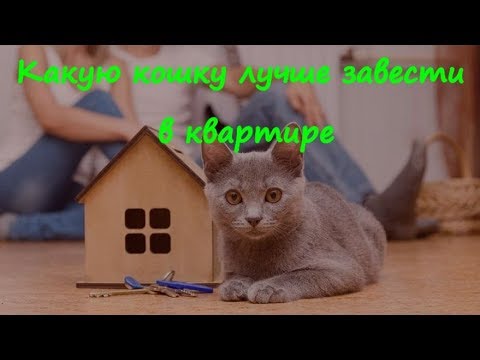 Видео: Какую кошку лучше завести в квартире  What kind of cat it is better to have in the apartment