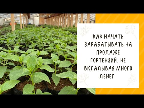 Видео: КАК ВЫРАЩИВАТЬ ГОРТЕНЗИИ НА ПРОДАЖУ С МИНИМАЛЬНЫМИ ЗАТРАТАМИ! ПРАКТИЧЕСКИЕ СОВЕТЫ!