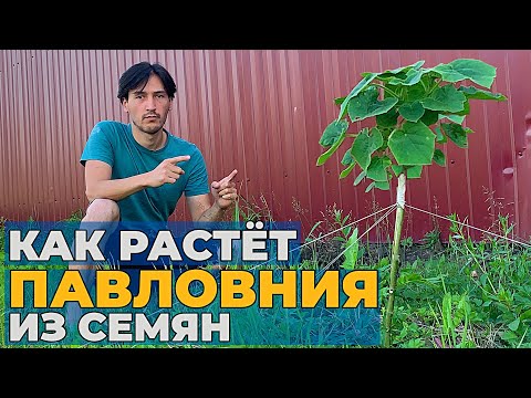 Видео: Как растет ПАВЛОВНИЯ в Московской области | Павловния из семян | Как быстро озеленить участок?