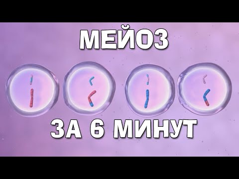 Видео: Мейоз (за 6 минут)