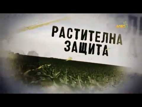 Видео: Растителна защита: Грижи за доматите в оранжерията, автор: Диана Александрова