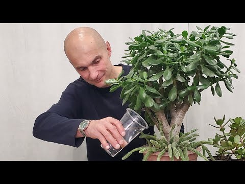 Видео: Сколько и как часто надо поливать Крассулу | Толстянка | Денежное Дерево