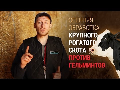 Видео: Осенняя обработка крупного рогатого скота против гельминтов