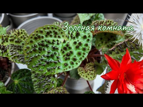 Видео: В поиске редких растений.