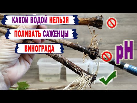 Видео: 🍇 Какой водой КАТЕГОРИЧЕСКИ НЕЛЬЗЯ поливать САЖЕНЦЫ винограда. Как pH воды влияет на корни винограда