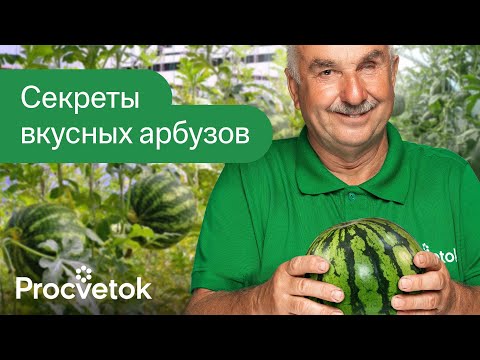 Видео: СЛАДКИЕ И СОЧНЫЕ АРБУЗЫ ВЫРАСТУТ И У ВАС! Эти 5 секретов помогут вырастить арбузы даже в Беларуси