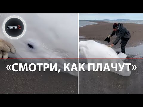 Видео: Семью белух с малышом выбросило на берег | Слезы в глазах китов | Спасли рыбаки