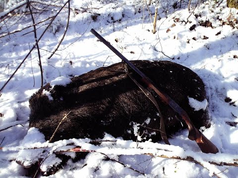Видео: В поисках кабана. Болото. ИЖ-18е.
