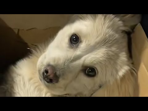 Видео: Теперь у нее есть дом, нет холодных ночей, нет голода!