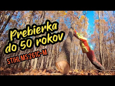 Видео: Рубим дуб красный в молодом приросте, прореживание до 50 лет, Штиль 261С-М, Зетор, Амлес,