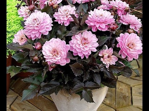 Видео: Георгины 🌸георгины патио (карликовые ). Формировка . Нужно ли стричь  георгины 🤔