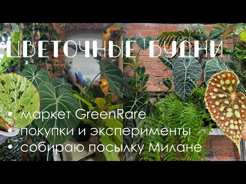 Видео: Цветочные будни 4: маркет Green Rare, сезон посылок, экспериментирую с Бегониями.