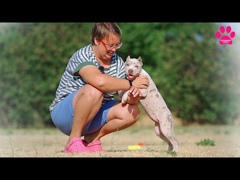 Видео: Щенки очень изменились всего за две недели! Теперь это шикарные Американские Булли XL/XXL