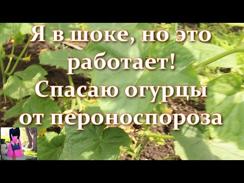 Видео: Не ожидала! Огурцы будут здоровыми! Народное средство от пожелтения листьев огурцов и подкормка