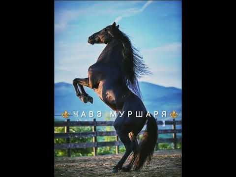 Видео: ⚜ЧАВЭ МУРШАРЯ⚜