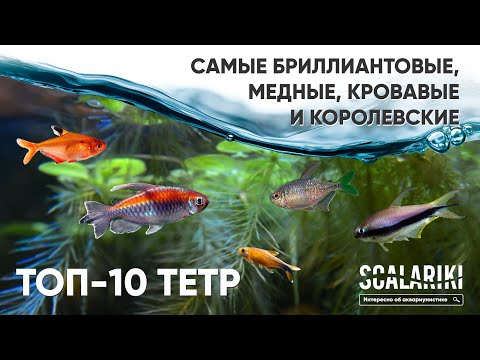 Видео: Самые популярные аквариумные рыбы. Топ-10 Тетр