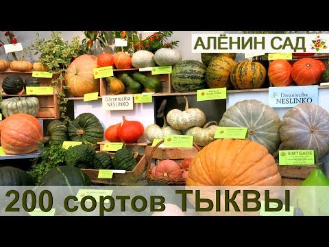 Видео: ТЫКВЫ 200 сортов в Музее природы от клуба Томат!