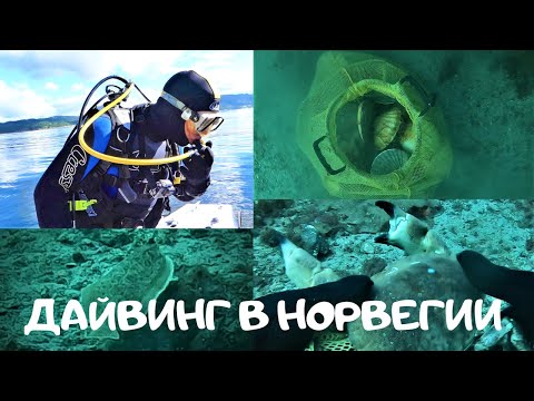 Видео: ДАЙВИНГ В НОРВЕГИИ 2020. DIVING IN NORWEGEN. ГРЕБЕШКИ. КРАБ. КАМБАЛА.