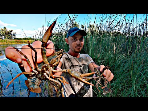 Видео: Ловля РАКОВ В Корягах И Норах! Вкуснейшие Острые РАКИ По Фирменному РЕЦЕПТУ!