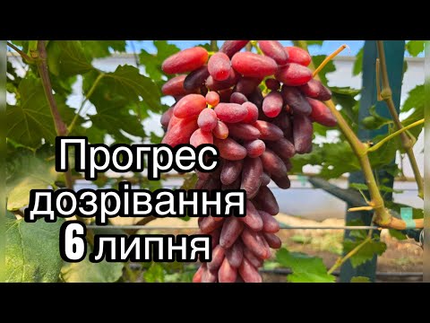 Видео: Стиглий виноград, хто перший!
