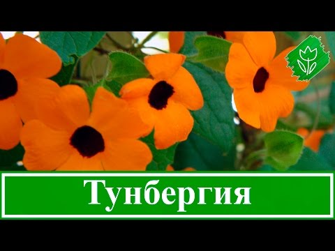 Видео: Цветок тунбергия – посадка и уход, выращивание тунбергии из семян