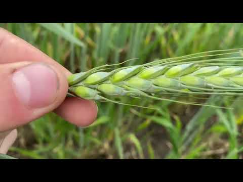 Видео: Дивимось озиму пшеницю 22.05.2025