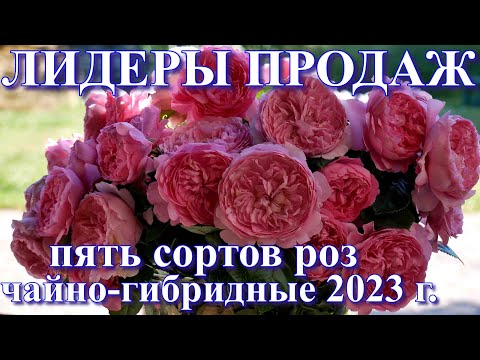 Видео: Лидеры продаж 2023 года. Чайно - гибридные.