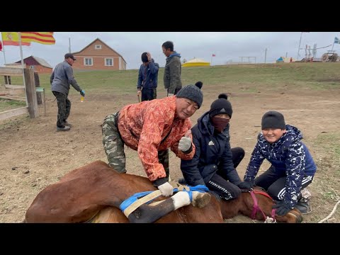 Видео: Упал очнулся «МЕРИН» Кастрация жеребца на верблюжьем острове.18+