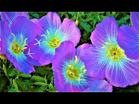 Видео: Красивые цветы БЕЗ ХЛОПОТ! Ленивый цветник на все лето