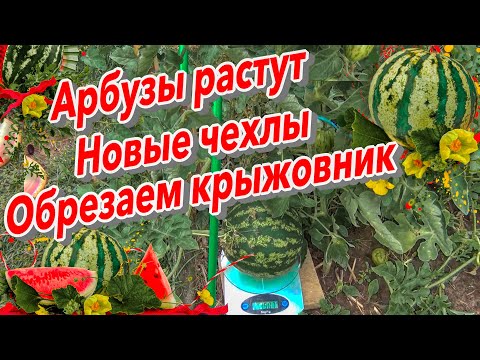 Видео: Арбузы растут Новые чехлы Обрезаем крыжовник