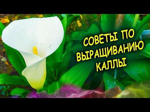 Видео: Каллы уход и выращивание. Четыре совета как выращивать каллу весной перед высадкой в грунт. Калла.
