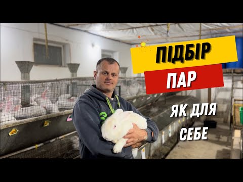 Видео: Вже й пора на продаж кроликів ТЕРМОНСЬКА БІЛА