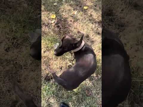 Видео: Жаңалық тауық асырау 