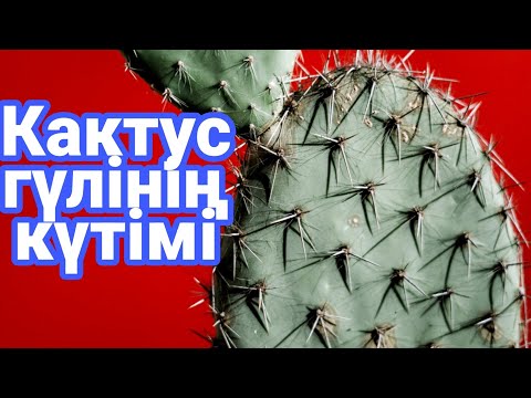 Видео: Алоэ, кактус гүлдерінің күтімі. Алоэ гүлінің топырағы. Түрлі гүлдер күтімі. гүлдер әлемі. үй гүлдері