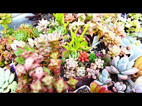 Видео: Цветочные новости 💚 Суккуленты после обработки 💦 8 октября 2025