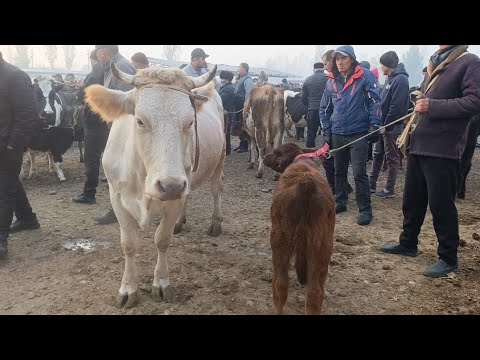 Видео: АНДИЖОН БАЛИКЧИ ЧОРВА МОЛ БОЗОРИ ОНА БОЛА СИГИРЛАР НАРХЛАРИ 