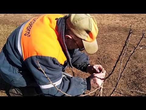 Видео: Как привить дикую грушу.