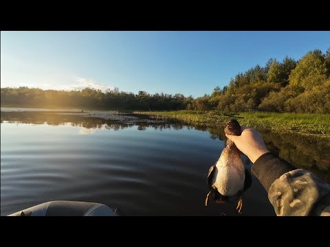 Видео: Открытие осенней охоты.Встреча с кабанами