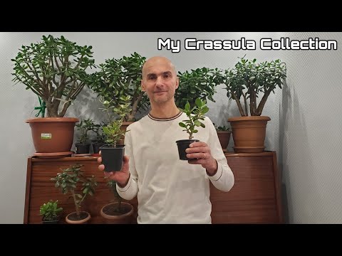 Видео: Моя коллекция Крассул | Толстянка | Денежное дерево | My Crassula Collection