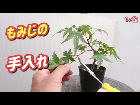 Видео: [Японский клен] Вот что произойдет, если не обрывать новые почки! 😱/ Как сделать бонсай