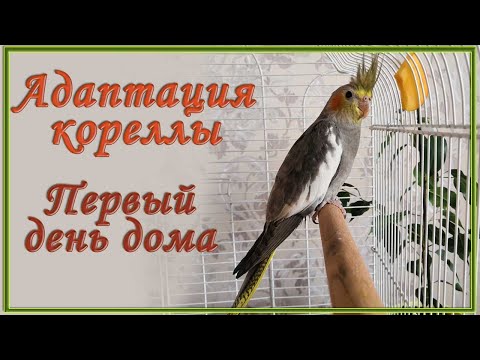 Видео: Адаптация попугая кореллы. Первый день дома.