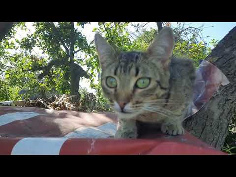 Видео: Жизнь в Деревне никто от нее не ожидал, мать героиня