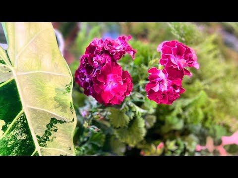 Видео: Новогодний обзор растений 🪴🌷🎄