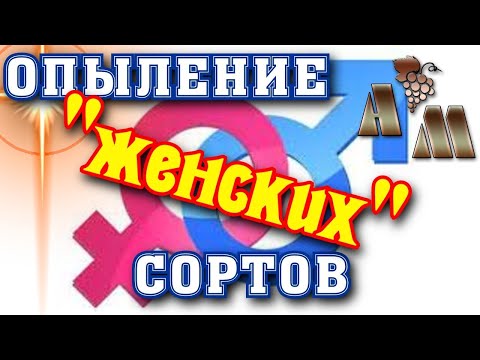 Видео: 🍇 Простой способ доопыления "женских" сортов винограда